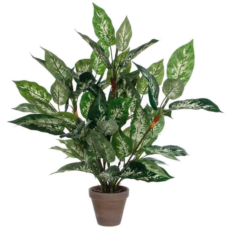 Dieffenbachia groen bont - VB 332523