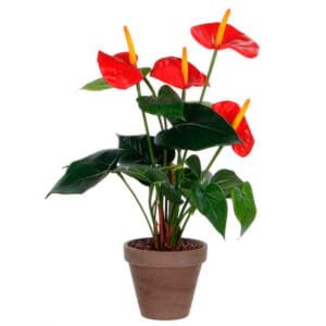 Anthurium groen, rood - VB 478887 - Afbeelding 2