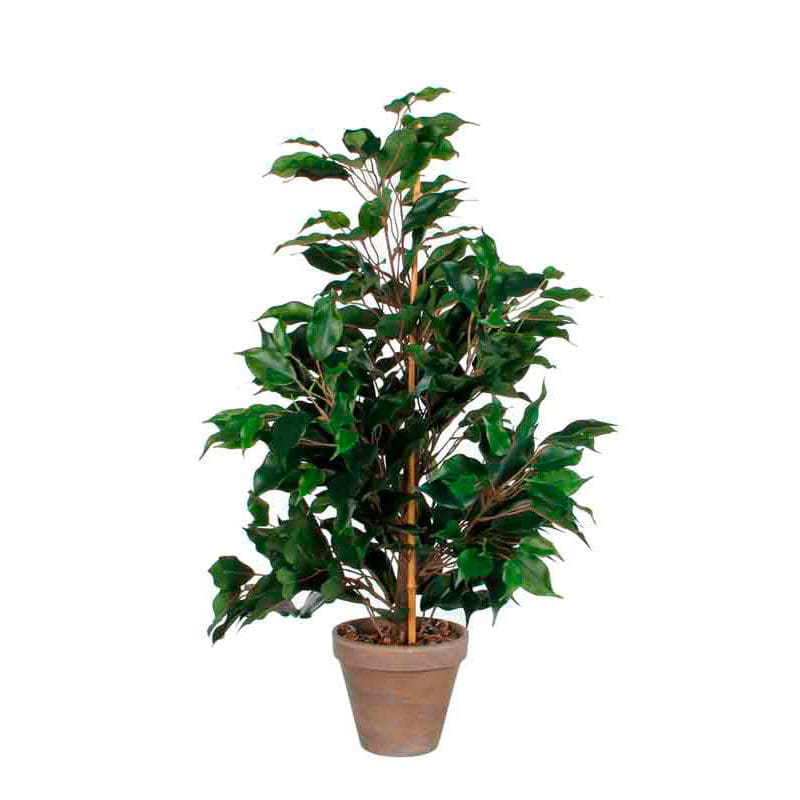 Ficus Exotica 65cm groen - VB 800633
