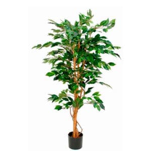 Ficus Benjamina 150cm excl. sierpot groen - VB 080152