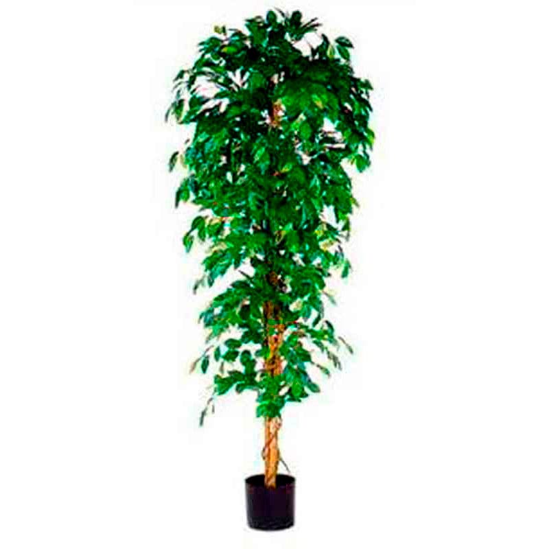 Ficus Benjamina 210cm excl. sierpot groen - VB 080212