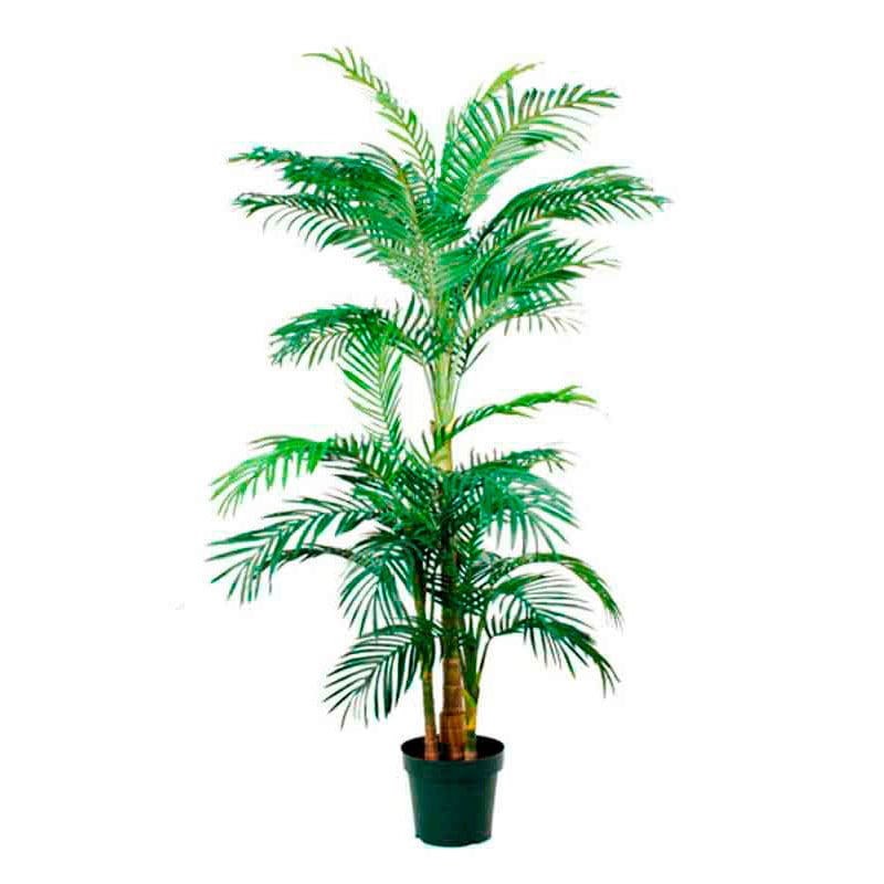 Palm Areca Golden Cane, 190 cm - VB 933164
