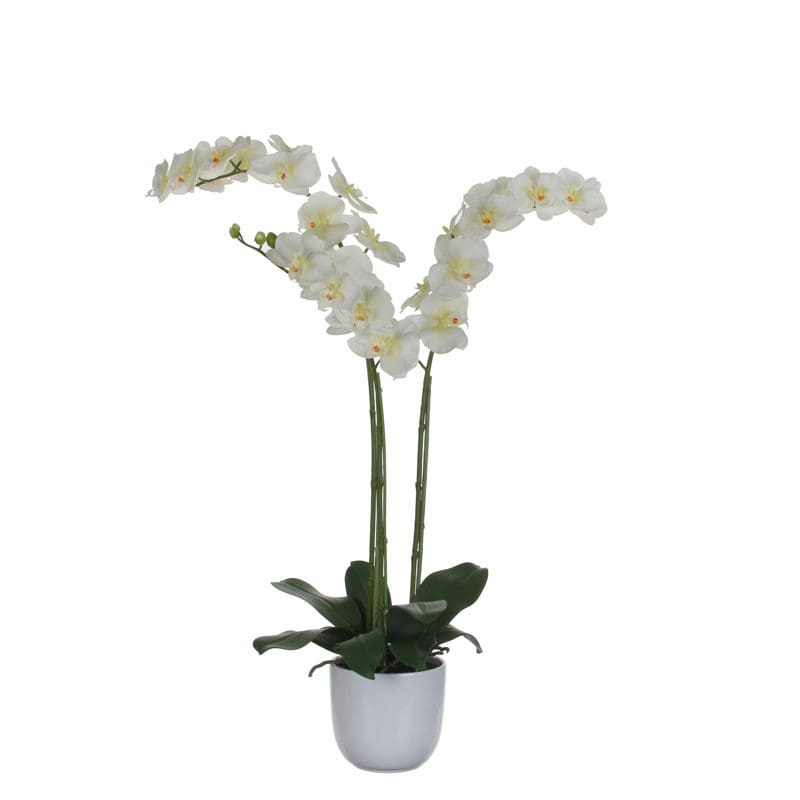 Phalaenopsis orchidee 100cm groen, wit - VB 346932