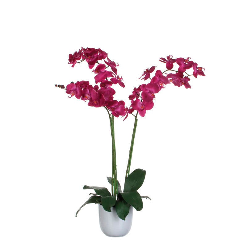 Phalaenopsis orchidee 100cm - VB 346956