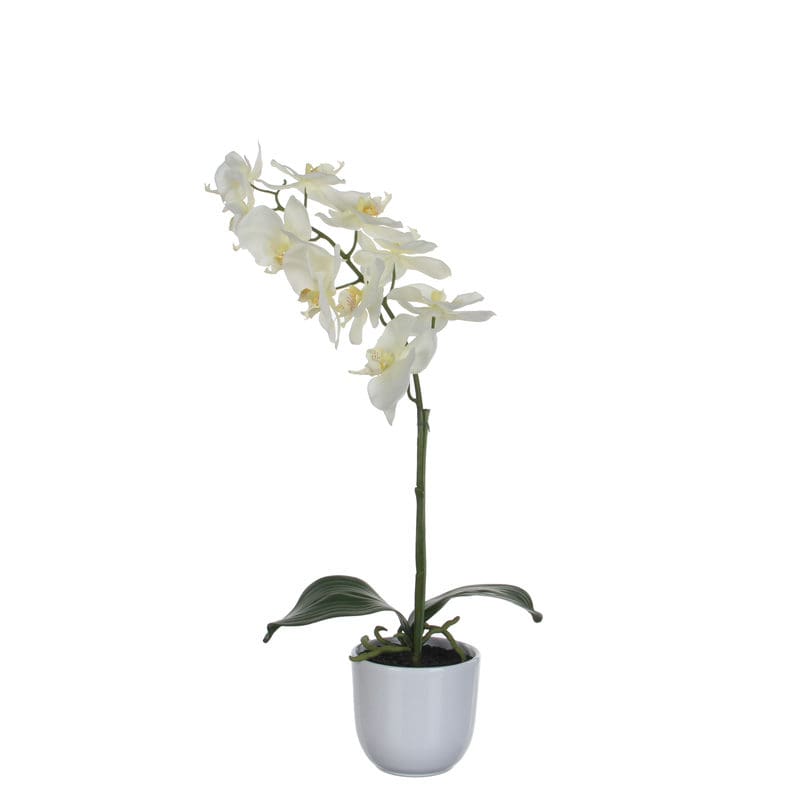 Phalaenopsis orchidee 60cm groen, wit - VB 346963