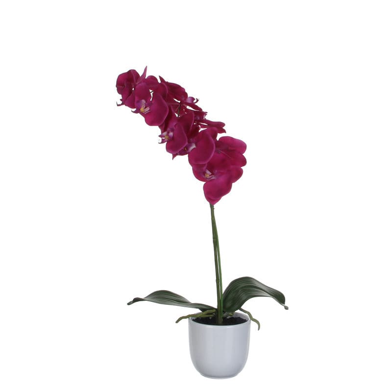 Phalaenopsis orchidee 60cm groen, paars - VB 346987