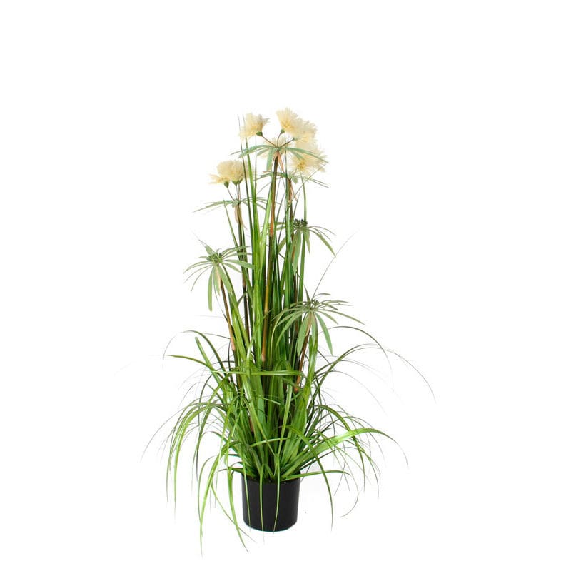 Pluimgras Pom Pom 120cm groen - VB 385585