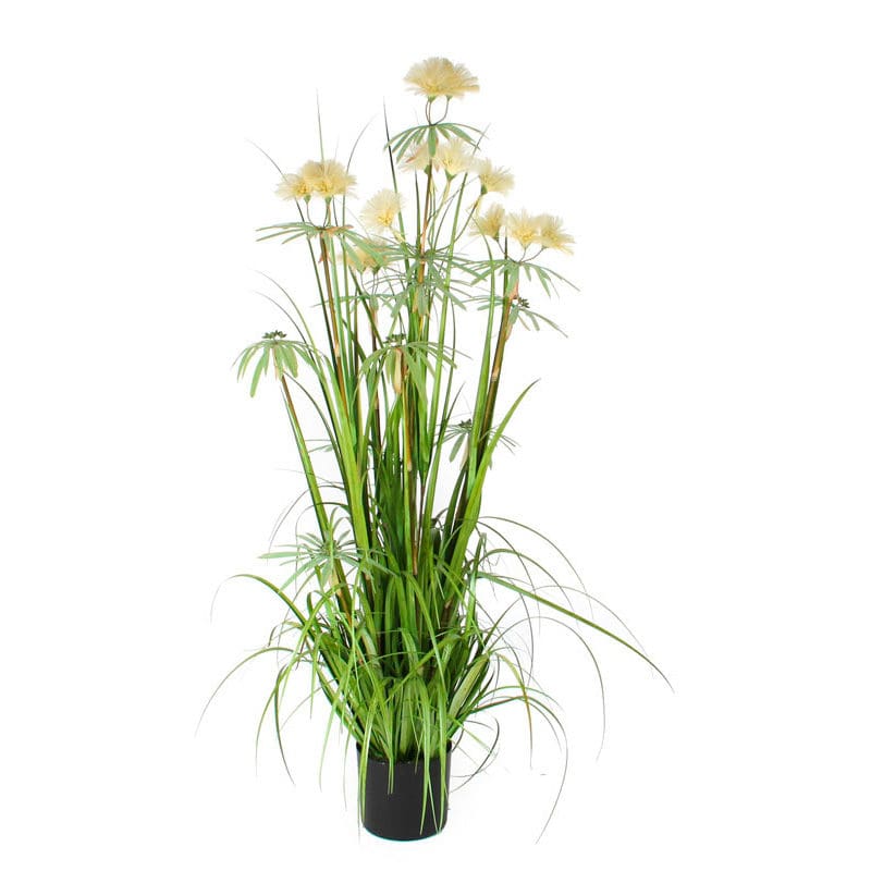 Pluimgras Pom Pom 150cm groen - VB 385592