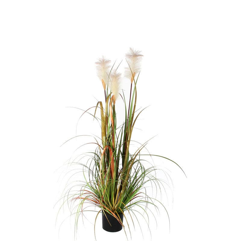 Pluimgras Foxtail 120cm groen - VB 651291