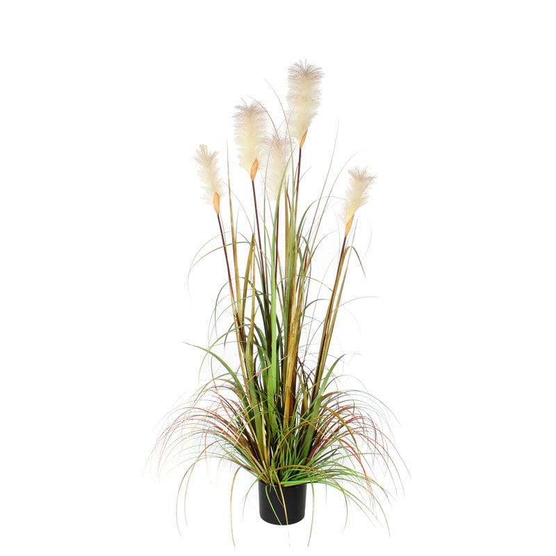Pluimgras Foxtail 150cm groen - VB 651307