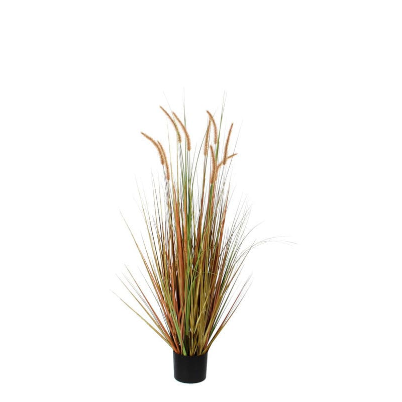 Pluimgras Dogtail 120cm groen - VB 651338