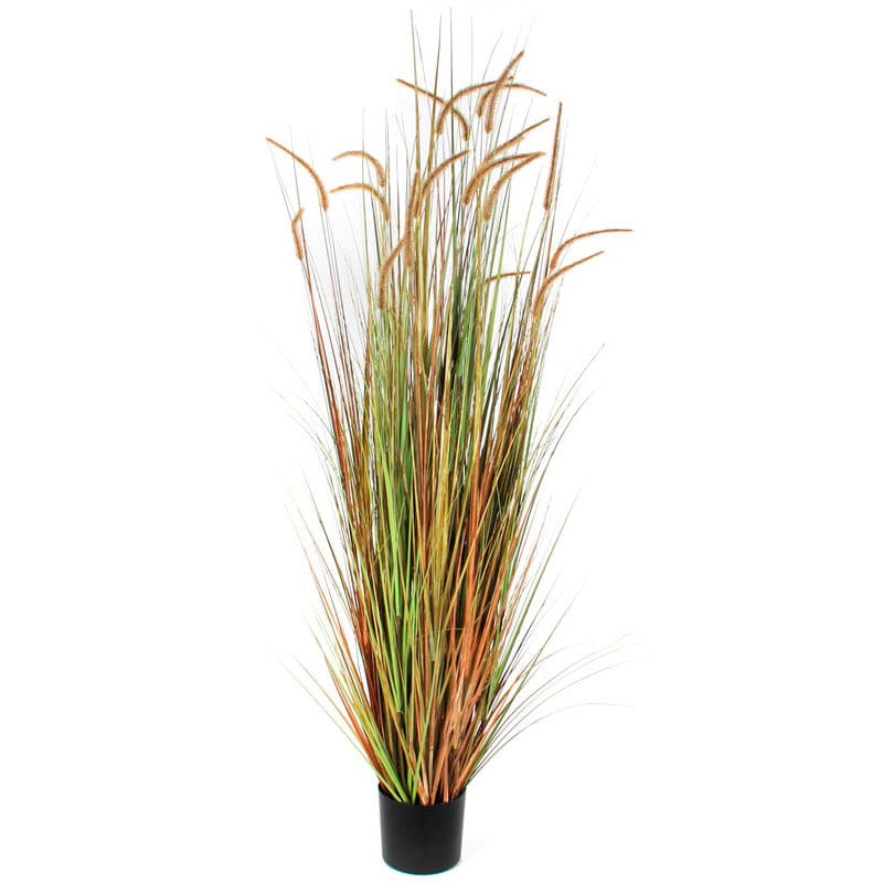Pluimgras Dogtail 180cm groen - VB 653790